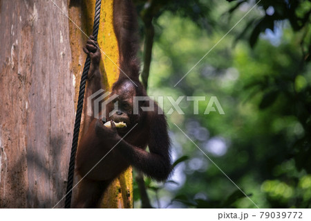 木 ツリー 樹 79039772