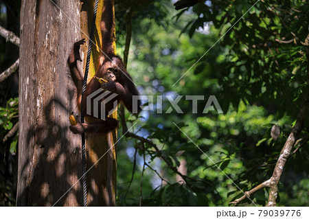 木 ツリー 樹 79039776