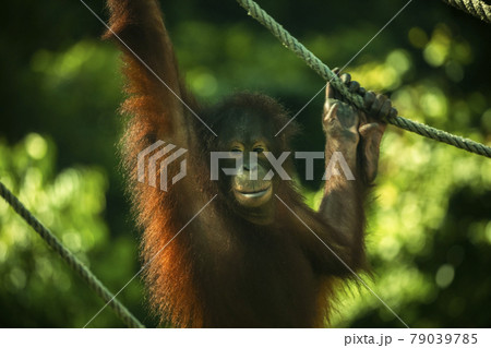 木 ツリー 樹 79039785