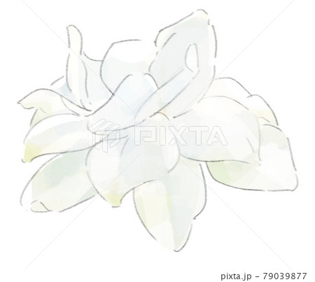 一輪の満開の白いクチナシのイラストのイラスト素材