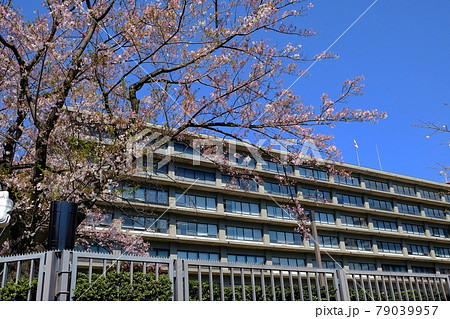 外務省と桜の花 外務省と桜の花 79039957
