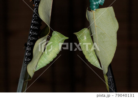 アオスジアゲハの蛹、左が蛹化直後 79040131