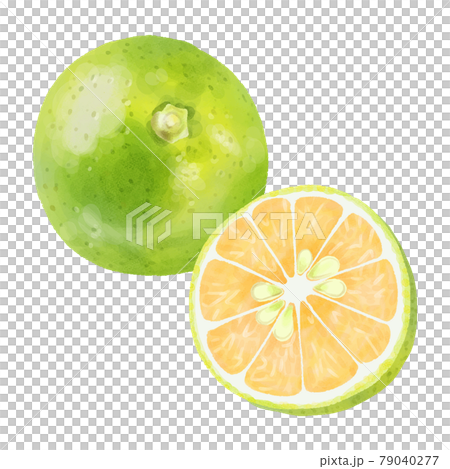 水彩タッチ　丸ごとと半分に割ったカボス 79040277