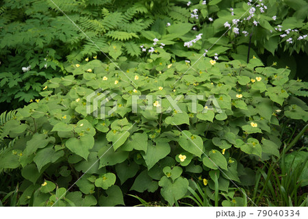 A bright green bush with small yellow flowers. Green vegetation in the open ground 79040334
