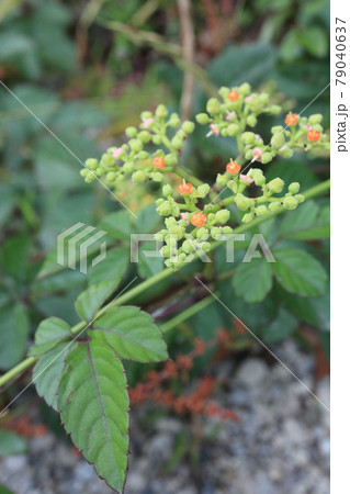 ヤブガラシ 79040637