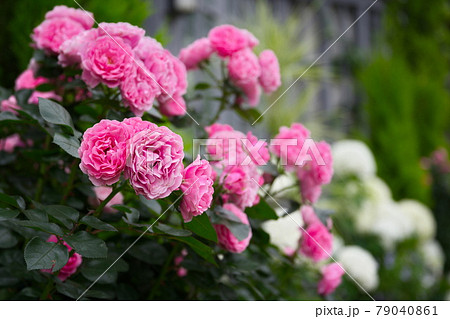 バラの花　レオナルド・ダ・ビンチ 79040861