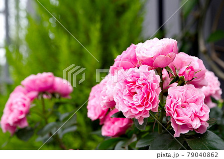 バラの花　レオナルド・ダ・ビンチ 79040862