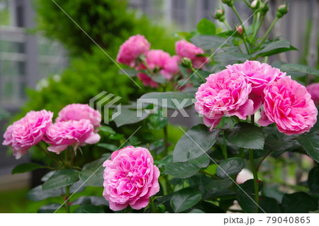 バラの花 レオナルド・ダ・ビンチ バラの花 レオナルド・ダ・ビンチ 79040865