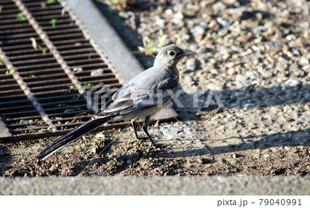 河川流域や海岸等によくいるセキレイ科の鳥 79040991