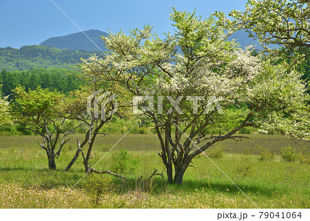 初夏の小田代ヶ原に咲くズミの花と青空と日光表連山 初夏の小田代ヶ原に咲くズミの花と青空と日光表連山 79041064