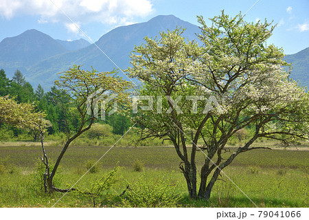 初夏の小田代ヶ原に咲くズミの花と青空と日光表連山 初夏の小田代ヶ原に咲くズミの花と青空と日光表連山 79041066