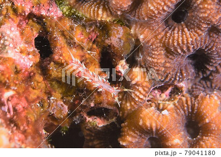 石垣島のヒブサミノウミウシ　その⑭ 79041180