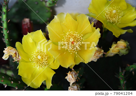 サボテンの花 79041204