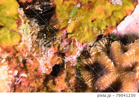 石垣島のヒブサミノウミウシ その⑯ 石垣島のヒブサミノウミウシ その⑯ 79041230