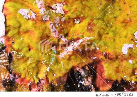 石垣島のヒブサミノウミウシ その⑱ 石垣島のヒブサミノウミウシ その⑱ 79041232