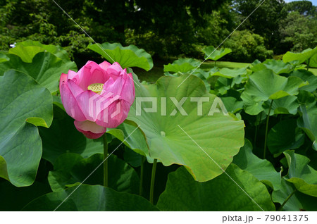 夏の朝に咲く蓮の花 夏の朝に咲く蓮の花 79041375