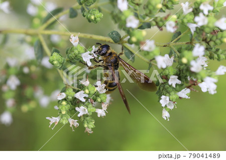 初夏の庭に咲くオレガノの花の蜜を吸うハナバチ 79041489