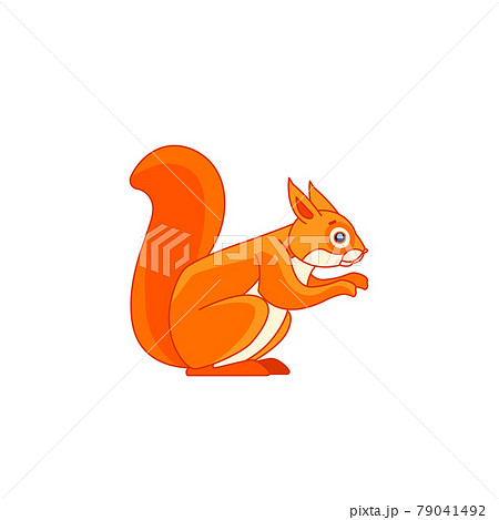 Red squirrel feeding. Tail up. Cartoon character of a rodent mammal animal. A wild forest creature with orange fur. Side view. Vector flat illustration isolated on a white background 79041492