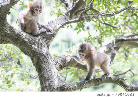 ニホンザル ニホンザル 79041633