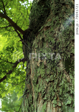 鈴懸の並木道にて 鈴懸の並木道にて 79041721