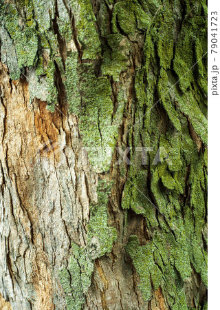 鈴懸の並木道にて 79041723