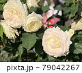 クリーム色の満開の薔薇の花 79042267