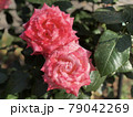 珍しい色のマーブルの見頃の薔薇の花 79042269