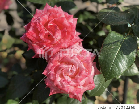 珍しい色のマーブルの見頃の薔薇の花の写真素材 珍しい色のマーブルの見頃の薔薇の花の写真素材
