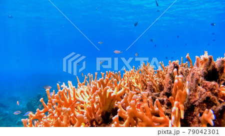 沖縄　渡嘉敷島の水中写真 79042301