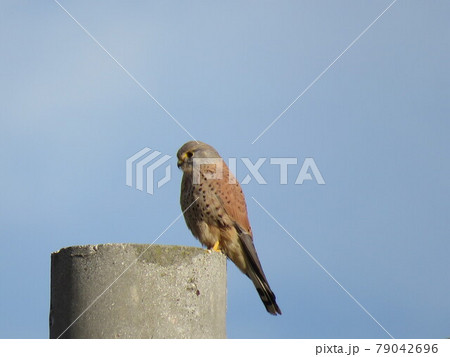 Kestrel Kestrel 79042696