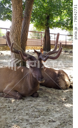 deer with large antlers lies in the shade of a tree deer with large antlers lies in the shade of a tree 79042731