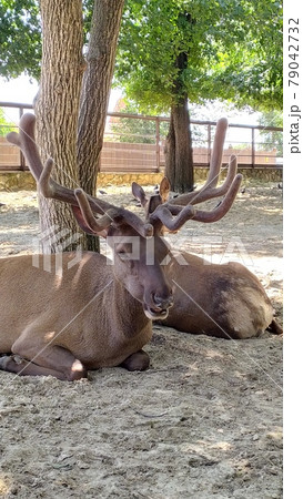 deer with large antlers lies in the shade of a tree 79042732