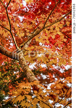 日本の秋 紅葉 日本の秋 紅葉 79042868