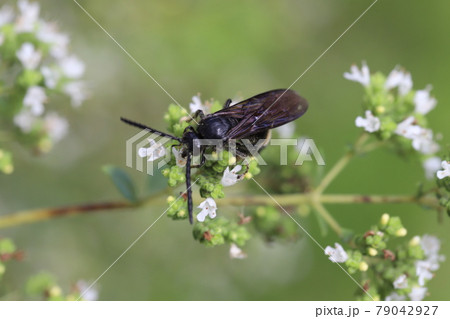 初夏の庭に咲くオレガノの蜜を吸うキオビツチバチ 初夏の庭に咲くオレガノの蜜を吸うキオビツチバチ 79042927