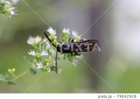 初夏の庭に咲くオレガノの蜜を吸うキオビツチバチ 79042928