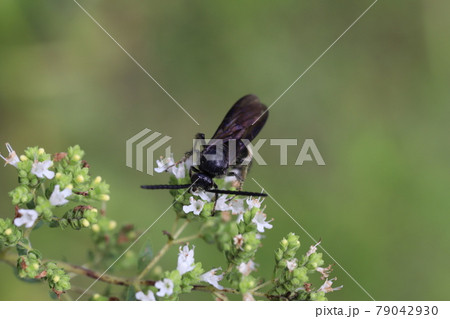 初夏の庭に咲くオレガノの蜜を吸うキオビツチバチ 79042930
