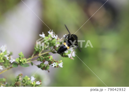初夏の庭に咲くオレガノの蜜を吸うキオビツチバチ 79042932