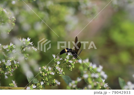 初夏の庭に咲くオレガノの蜜を吸うキオビツチバチ 79042933