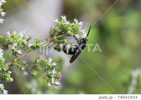 初夏の庭に咲くオレガノの蜜を吸うキオビツチバチ 初夏の庭に咲くオレガノの蜜を吸うキオビツチバチ 79042934