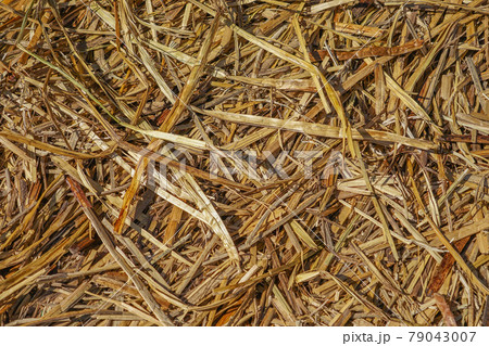 ウロス島のトトラの床 79043007