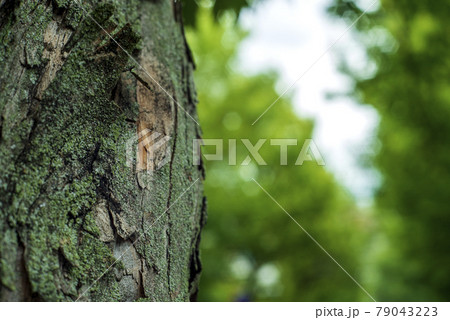 鈴懸の並木道 79043223