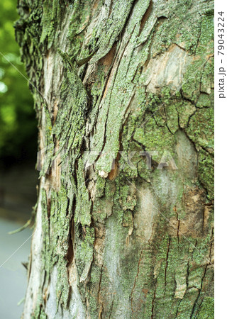 鈴懸の並木道 79043224