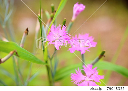 ナデシコの花 79043325