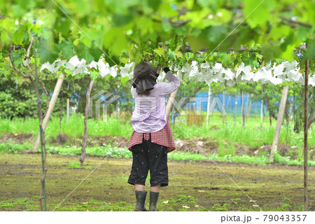 ぶどうの摘果と袋掛け作業　栃木市大平町の観光ぶどう農園 79043357