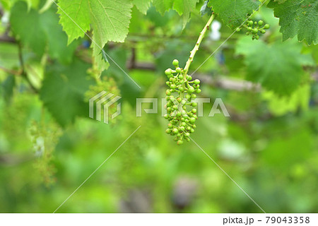 摘果されたぶどう　栃木市大平町の観光ぶどう農園 79043358