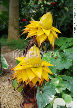 チュウキンレンの花 チュウキンレンの花 79043463