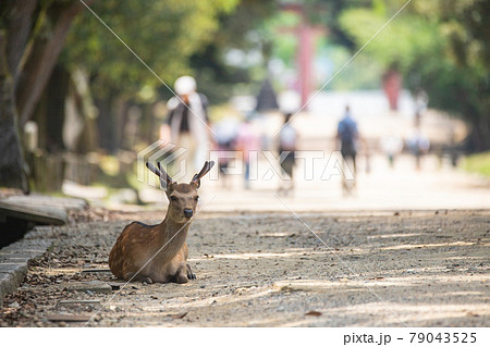 公園の鹿 79043525
