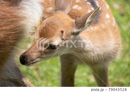 小鹿 小鹿 79043528