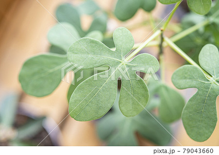 幻蝶かずら(アデニア・グラウカ)の葉 幻蝶かずら(アデニア・グラウカ)の葉 79043660