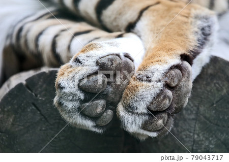 the hind legs of the tiger closeup the hind legs of the tiger closeup 79043717